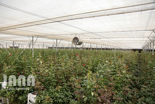 گلخانه، ناجی حیات کشاورزی استان فارس 
