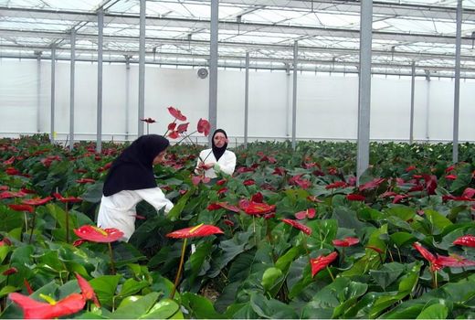گلخانه‌های مسقف مازندران به دو برابر افزایش می‌یابد 