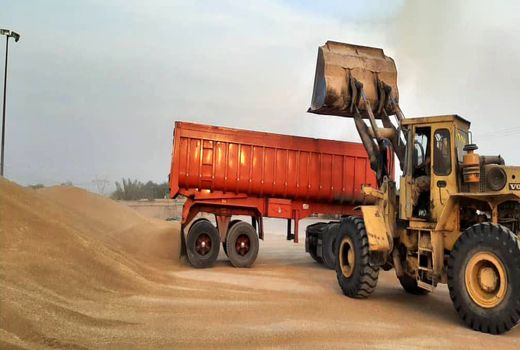 خرید تضمینی بیش از ۶۰۰ هزار تن گندم از کشاورزان خوزستانی