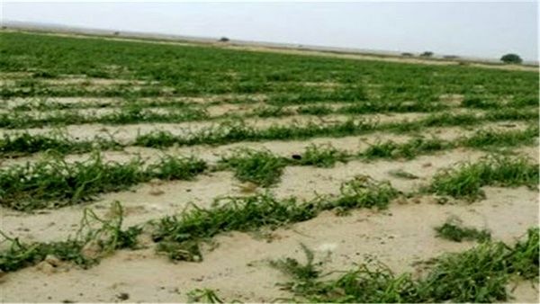 نیاز به تخصیص اعتبار برای جبران خسارت ۵۰ میلیارد تومانی سیل به بخش کشاورزی بیرجند