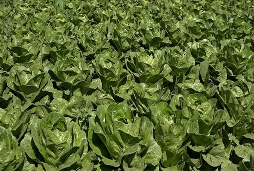 تولید بیش از 1500 تن کاهو در رستم