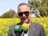 افزایش دو برابری کشت کاملینا و گلرنگ در سال زراعی جاری