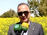 افزایش دو برابری کشت کاملینا و گلرنگ در سال زراعی جاری