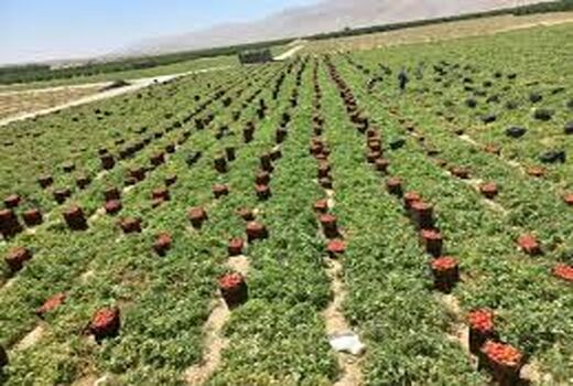 برداشت ۵۰۰ تنی گوجه‌فرنگی در شهرستان لنده با رعایت الگوی کشت
