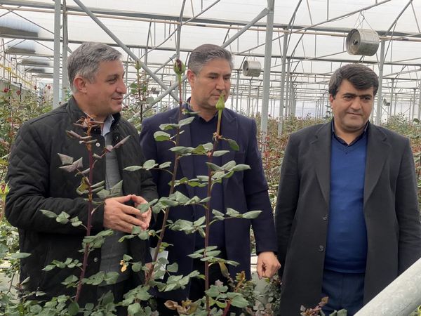 آذربایجان شرقی؛ قطب نوظهور تولید و صادرات گل‌های زینتی در شمال‌غرب کشور