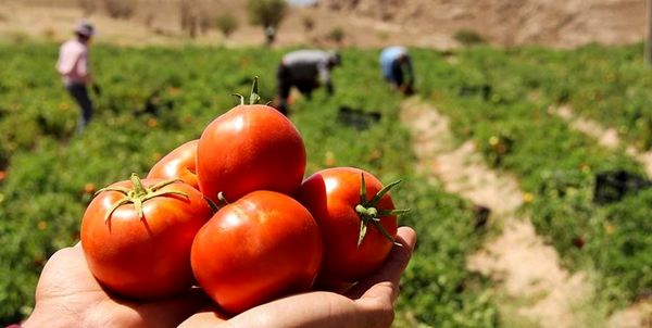 برداشت گوجه فرنگی از مزارع آذربایجانغربی آغاز شد