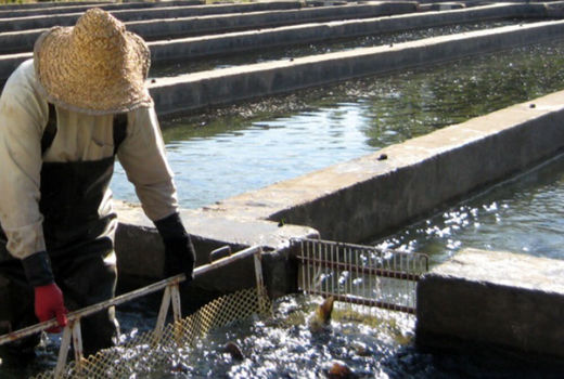 تاثیر اجرای طرح 