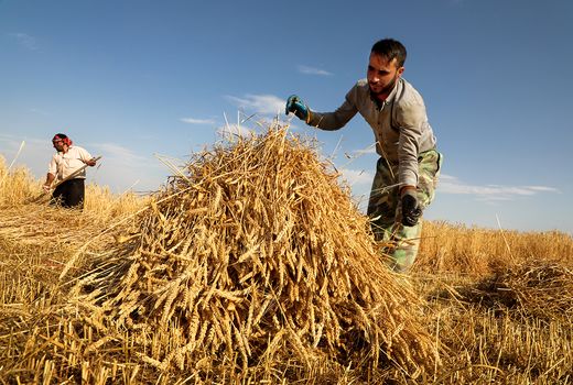 کشاورزان چهارمحال و بختیاری  محصولات خود را سریع تر جمع‌آوری کنند