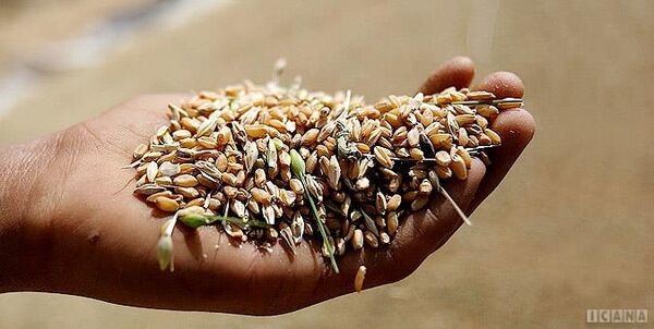 افزایش قیمت خرید تضمینی ۱۱میلیون تن گندم را روانه سیلوهای دولتی می‌کند