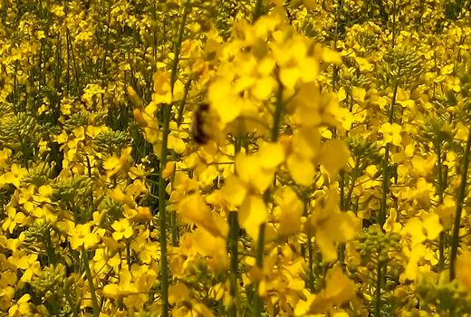 برداشت سالانه 4845تن دانه روغنی در شهرستان ارزوئیه  