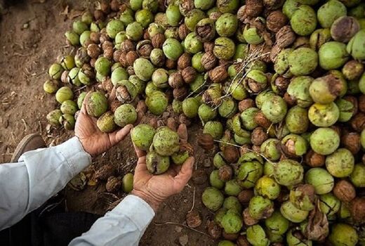 هفت درصد از باغات گردوی کشور  به استان آذربایجان شرقی اختصاص دارد