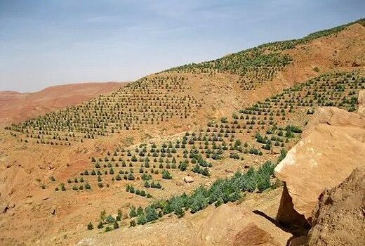 توسعه باغ های دیم در اراضی شیب دار مرودشت