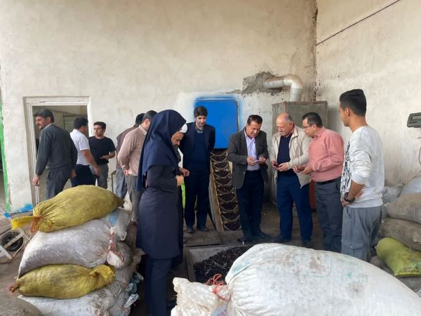 بازدید معاون تولیدات گیاهی سازمان جهاد کشاورزی از فرایند خرید حمایتی زیتون در طارم سفلی