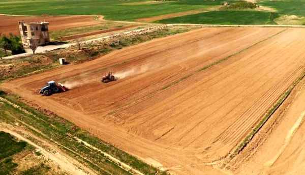 کشت چغندرقند در بیش از یکهزار هکتار از اراضی کشاورزی چهارمحال و بختیاری