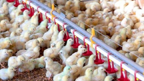 افزایش بیش از یک میلیون و ۱۰۰ هزار قطعه‌ای جوجه‌ریزی در مرغداری‌های قزوین