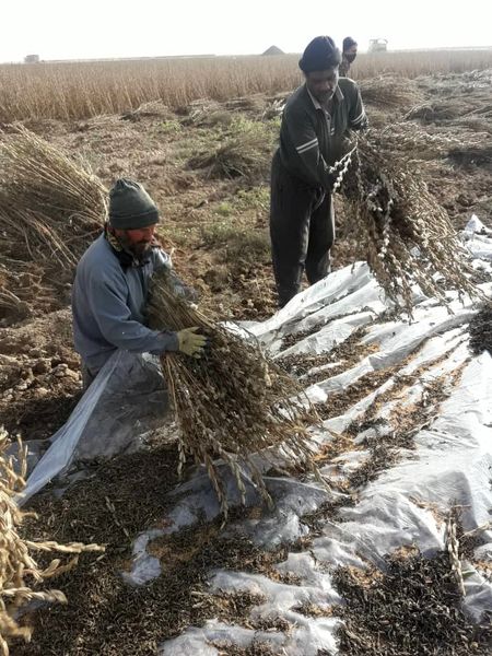 کشت الگویی کنجد در سطح 7 هزار متر مربع از اراضی کشاورزی استان قزوین
