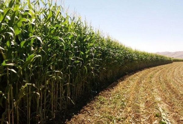 آغاز برداشت ذرت علوفه‌ای از سطح ۱۶ هزار هکتار مزارع استان قزوین