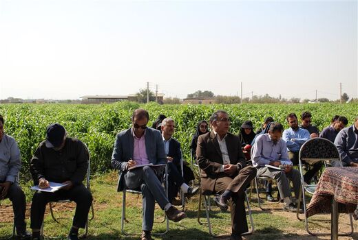 برگزاری روز مزرعه سورگوم در شهرستان نظرآباد