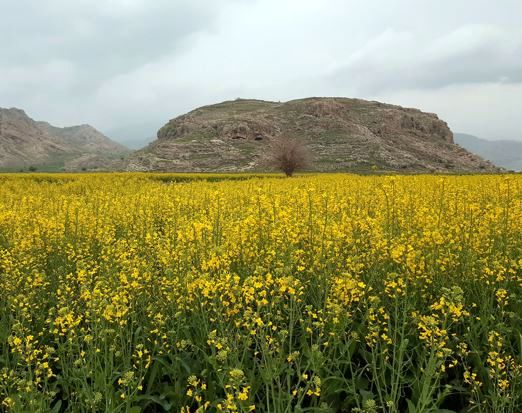 ۱۸۴ هزار تن دانه روغنی و گندم در خراسان شمالی خریداری می‌شود