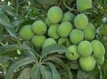 پیش‌بینی برداشت ۱۶ هزار تن انبه در استان هرمزگان