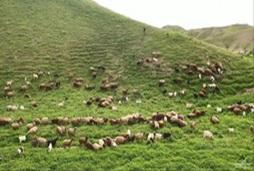 ‌چرای دام بیش از ۲ برابر ظرفیت مراتع  آذربایجان غربی