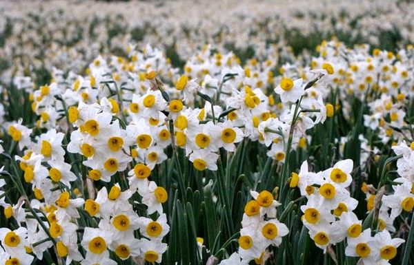 نرگس‌زار بهبهان 