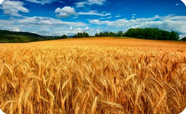 پیش‌بینی تولید ۱۲۳ هزار تن گندم در کهگیلویه و بویراحمد