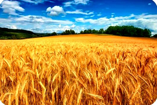 پیش‌بینی تولید ۱۲۳ هزار تن گندم در کهگیلویه و بویراحمد