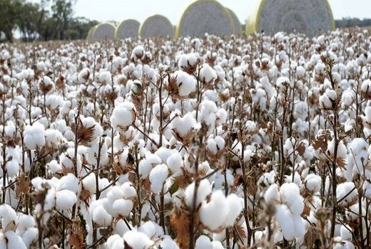 پیشرفت‌های چشمگیر در برنامه تولید بذر پنبه در سالهای اخیر