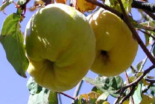 برداشت 346 تن میوه 