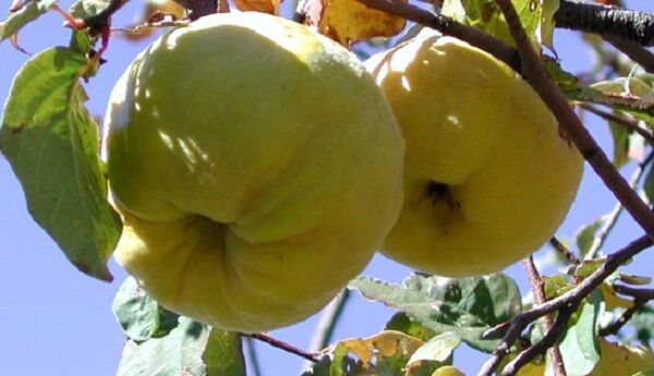 برداشت 346 تن میوه "به" در بیضا