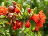مدیریت آبیاری و تغذیه؛ کلید افزایش کیفیت میوه انار در بهار