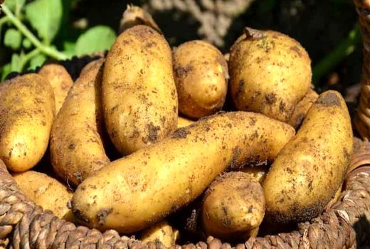 مزارع خانوادگی و معمای تورم در انگلیس