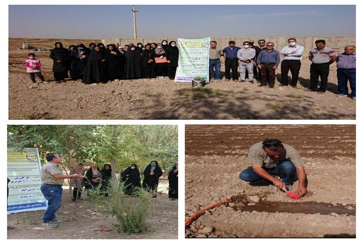 زنان روستایی شهرستان آبیک با کشت گل گاوزبان در مزارع کشاورزی آشنا شدند