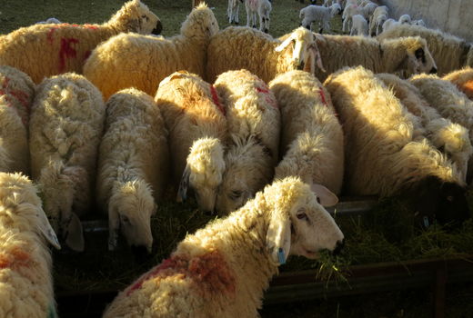  کشتارگاه‌های سیستان و بلوچستان در روز عید قربان فعالند