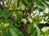 سرمازدگی و کمبود آب منجر به کاهش تولید گردوی خوانسار شد