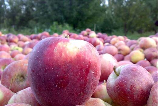 خرید توافقی بیش از ۱۷ هزار تن سیب صنعتی درجه ۳ از باغداران آذربایجان غربی