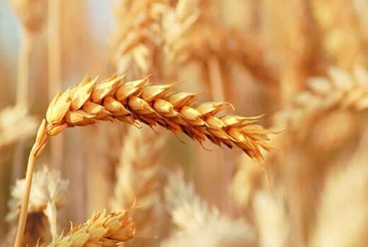 برداشت 3500 تن گندم و جو از مزارع شهرستان بم در سال جاری