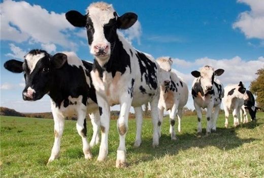 ارزش اقتصادی صفات کلیدی گاوهای بومی مشخص شد/ مطالعه‌ای جامع در ایلام