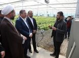 بازدید استاندار آذربایجان‌غربی از گلخانه هیدروپونیک امامزاده غریب حسن ارومیه
