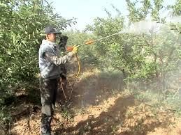 مبارزه با عوامل خسارتزا در 116 هزار هکتار باغ سیاه ریشه مازندران