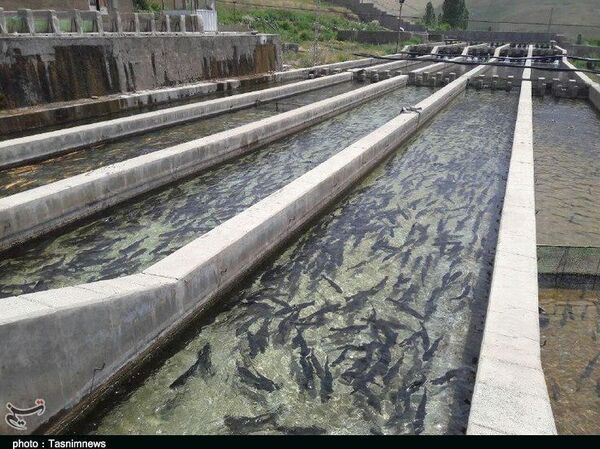 سایه سنگین کرونا بر تولید آبزیان خوراکی