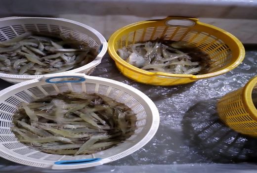 پرورش موفق میگو با استفاده از پساب کشاورزی