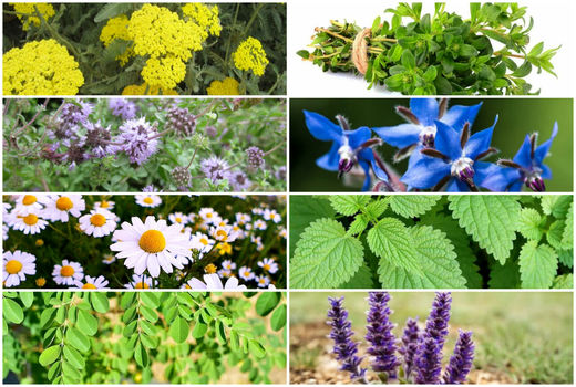 فلورهای ایران در دست جمع آوری و انتشار