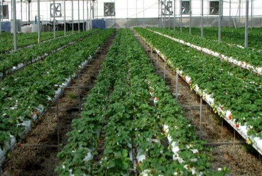 ثبت 230 فرصت شغلی جدید در بخش کشاورزی ارسنجان