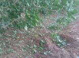 سیل،طوفان وتگرگ  به باغات و مزارع شهرستان ارزوئیه خسارت وارد کرد