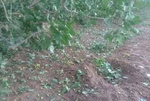 سیل،طوفان وتگرگ  به باغات و مزارع شهرستان ارزوئیه خسارت وارد کرد