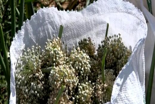 آغاز برداشت پیاز بذری در فریدن اصفهان