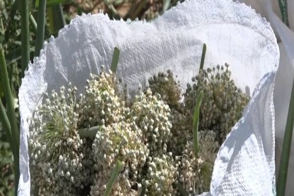 آغاز برداشت پیاز بذری در فریدن اصفهان