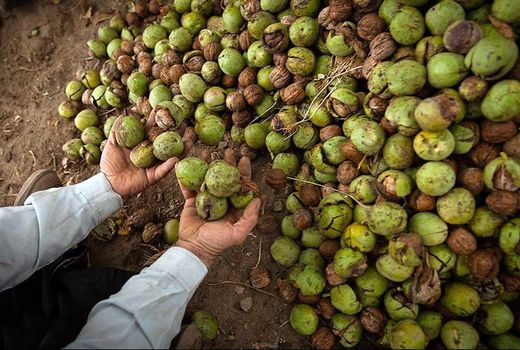  اولین همایش سرشاخه‌زنی گردوی مقاوم به سرما